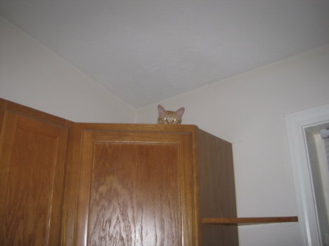 Picture of a cat / kitten / feline