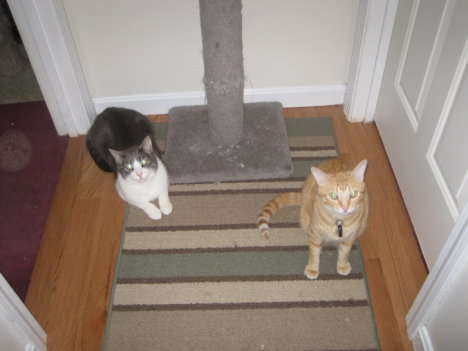 Picture of a cat / kitten / feline