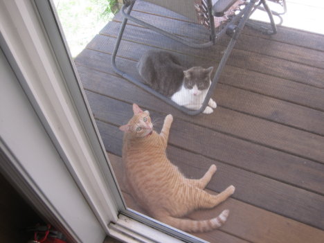 Picture of a cat / kitten / feline