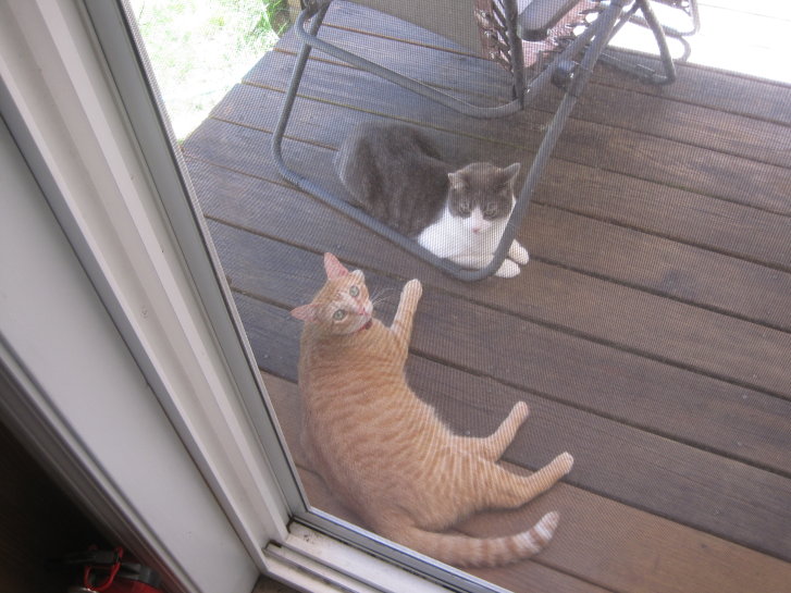 Picture of a cat / kitten / feline