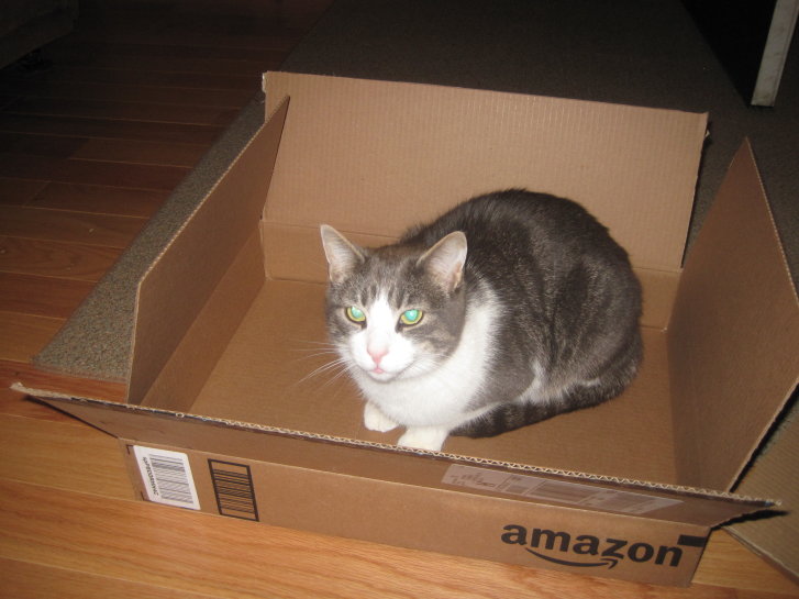 Picture of a cat / kitten / feline