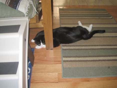 Picture of a cat / kitten / feline