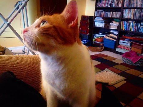 Picture of a cat / kitten / feline