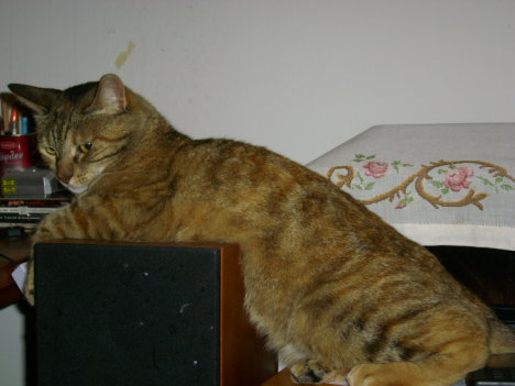 Picture of a cat / kitten / feline