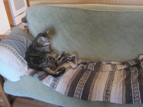 Picture of a cat / kitten / feline