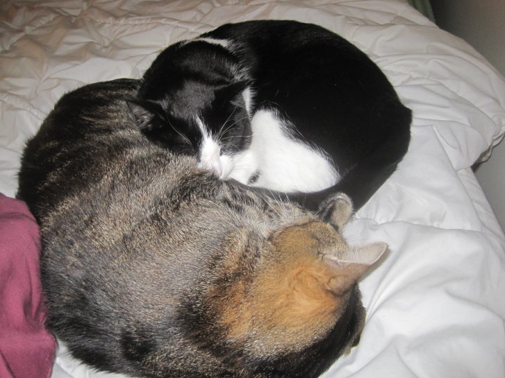 Picture of a cat / kitten / feline