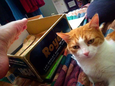 Picture of a cat / kitten / feline