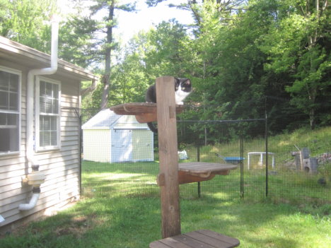 Picture of a cat / kitten / feline