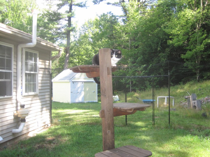 Picture of a cat / kitten / feline