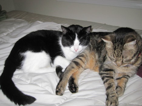 Picture of a cat / kitten / feline