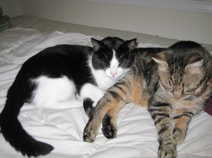 Picture of a cat / kitten / feline