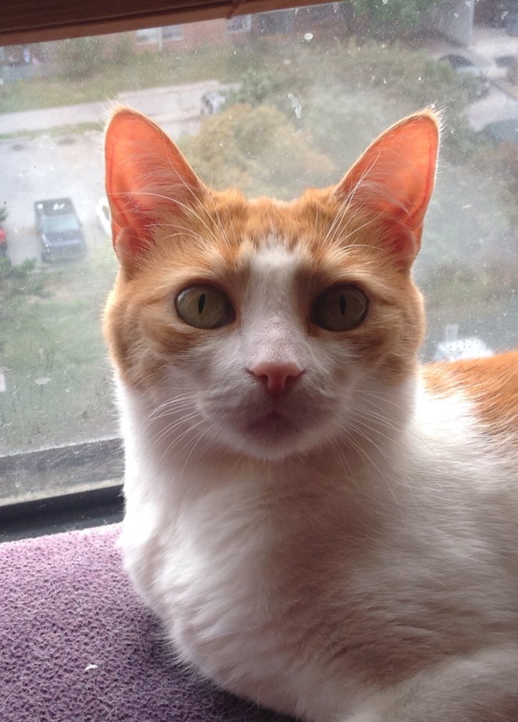 Picture of a cat / kitten / feline