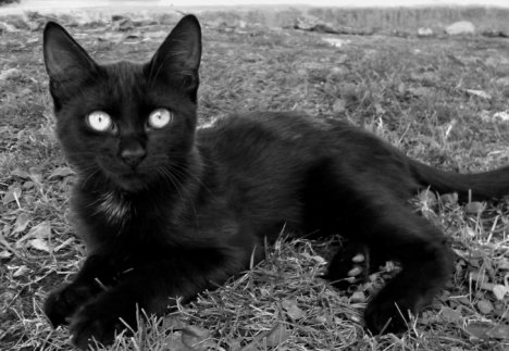 Picture of a cat / kitten / feline