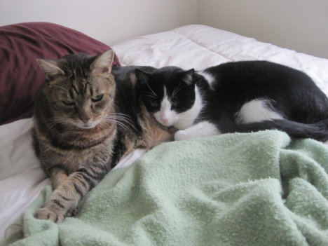 Picture of a cat / kitten / feline