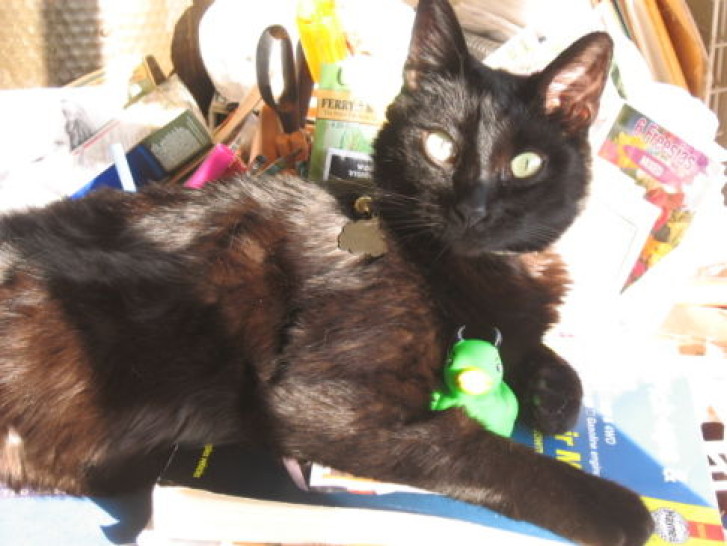 Picture of a cat / kitten / feline