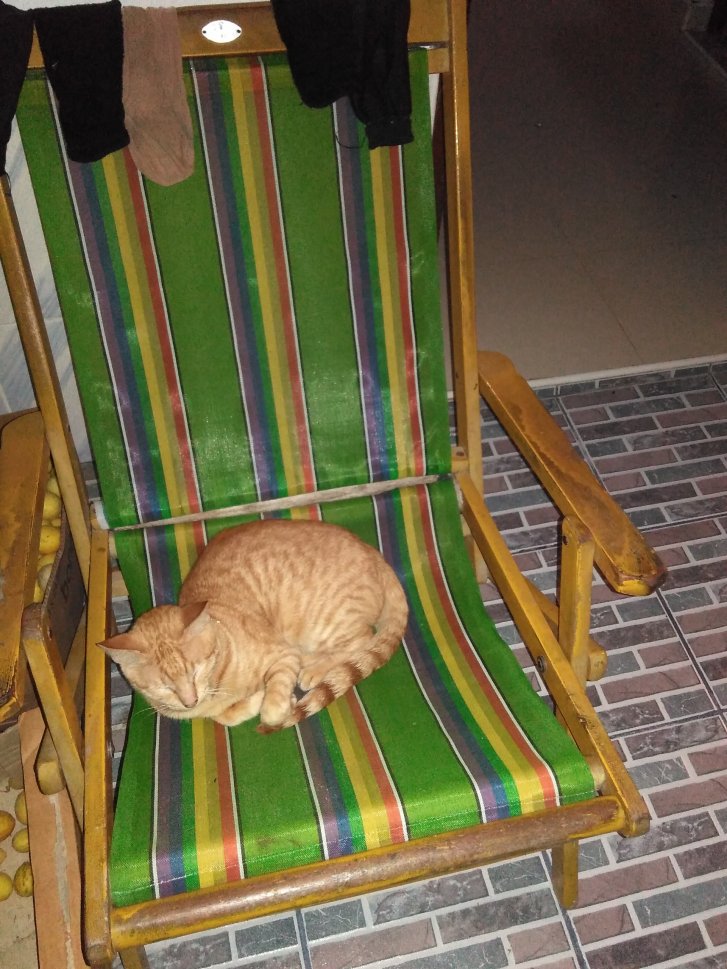 Picture of a cat / kitten / feline