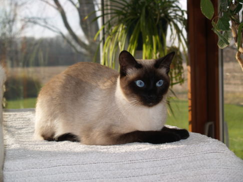 Picture of a cat / kitten / feline