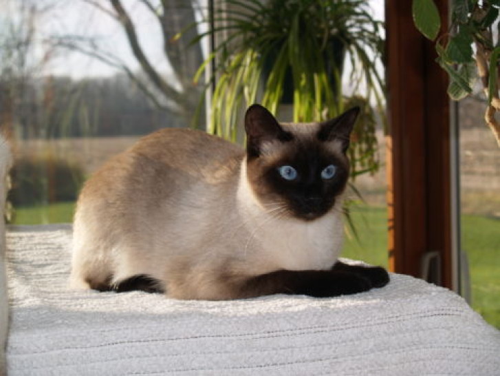 Picture of a cat / kitten / feline