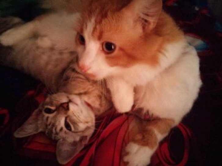 Picture of a cat / kitten / feline