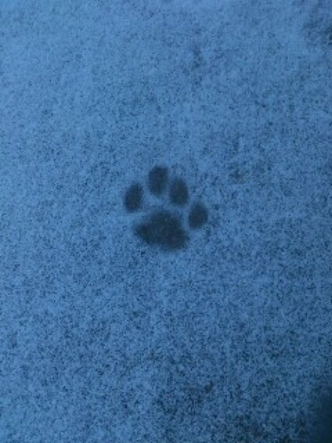 Picture of a cat / kitten / feline