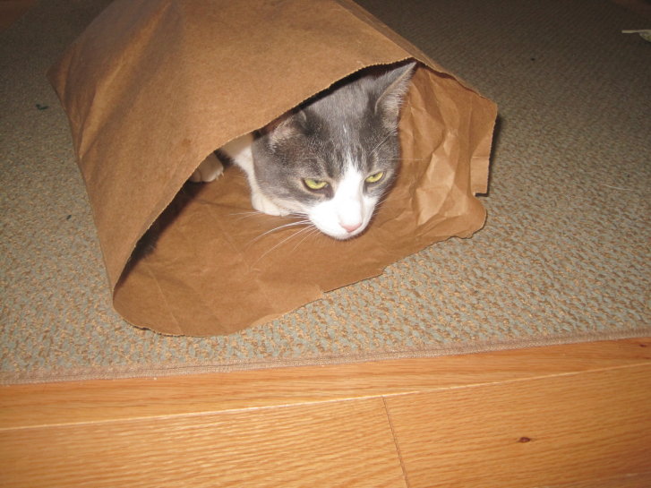 Picture of a cat / kitten / feline