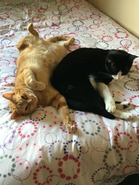 Picture of a cat / kitten / feline