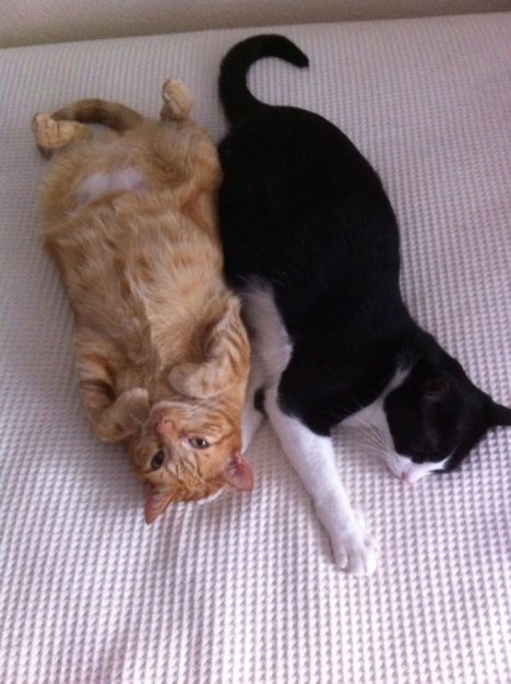 Picture of a cat / kitten / feline