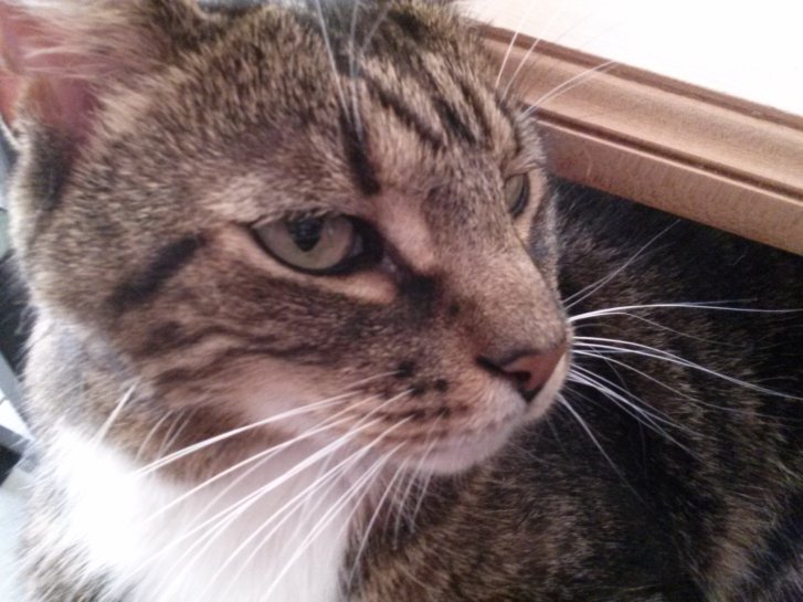 Picture of a cat / kitten / feline