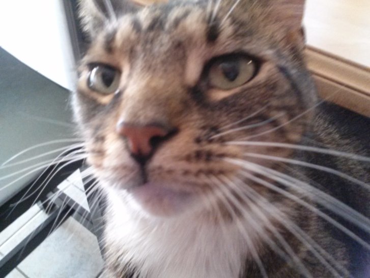 Picture of a cat / kitten / feline