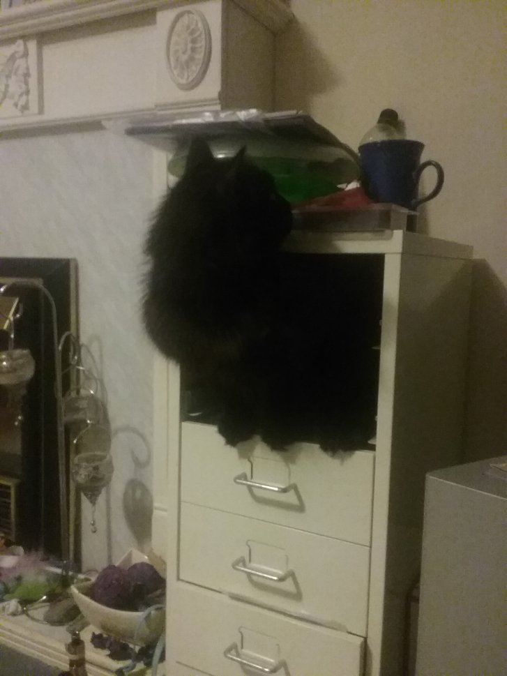 Picture of a cat / kitten / feline