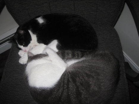 Picture of a cat / kitten / feline