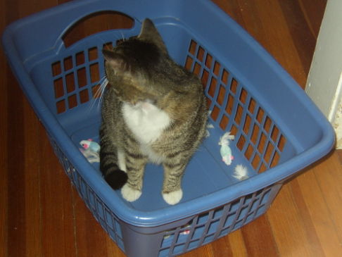 Picture of a cat / kitten / feline