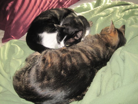 Picture of a cat / kitten / feline