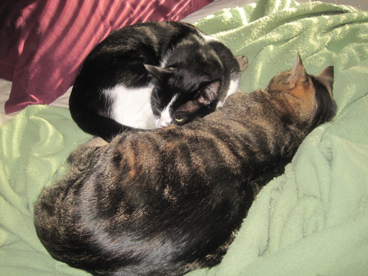 Picture of a cat / kitten / feline