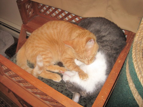 Picture of a cat / kitten / feline