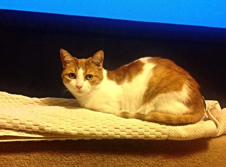 Picture of a cat / kitten / feline