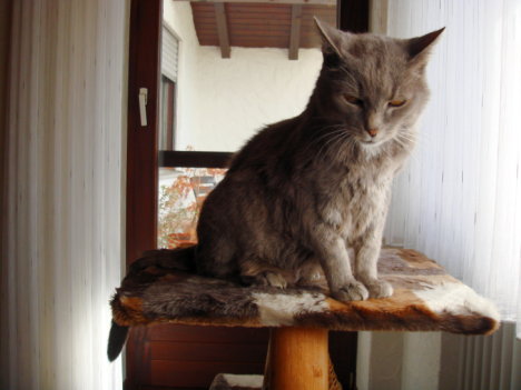 Picture of a cat / kitten / feline