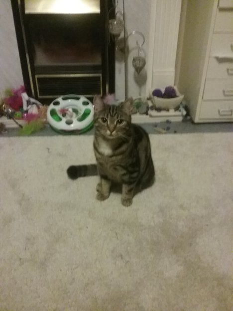 Picture of a cat / kitten / feline