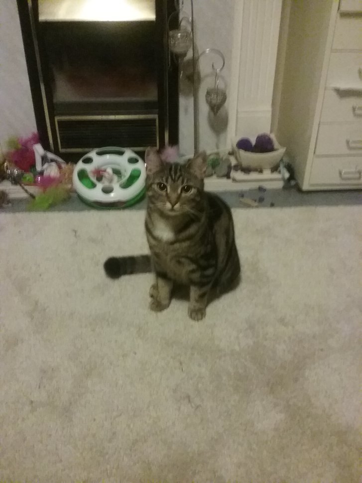 Picture of a cat / kitten / feline