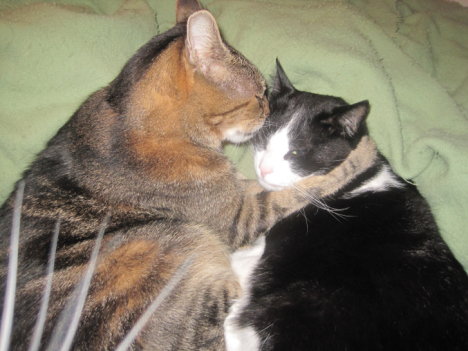 Picture of a cat / kitten / feline