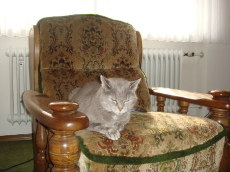 Picture of a cat / kitten / feline