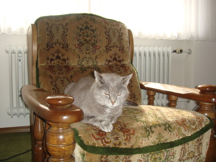 Picture of a cat / kitten / feline