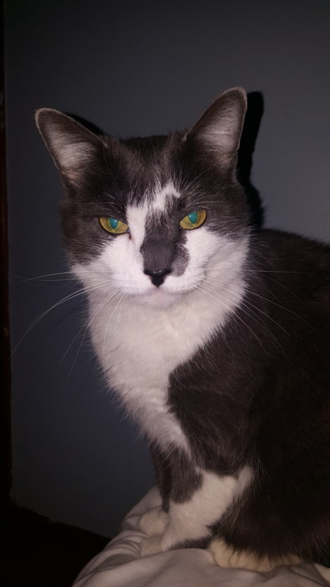 Picture of a cat / kitten / feline