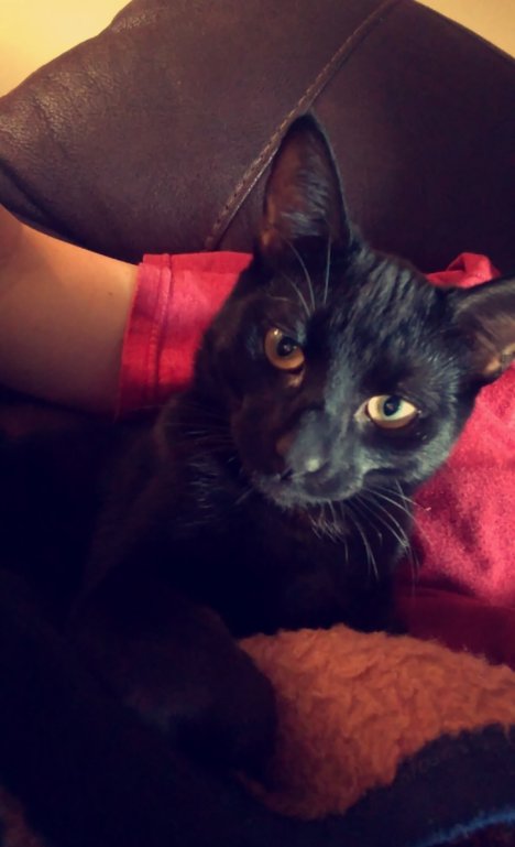 Picture of a cat / kitten / feline