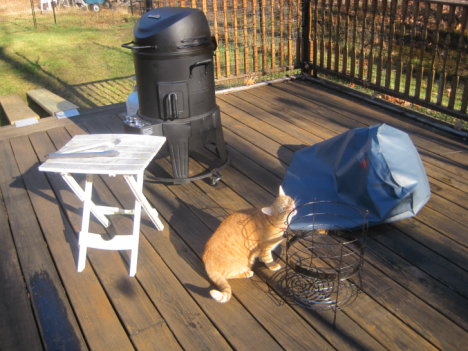 Picture of a cat / kitten / feline