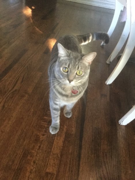 Picture of a cat / kitten / feline