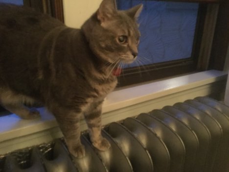 Picture of a cat / kitten / feline