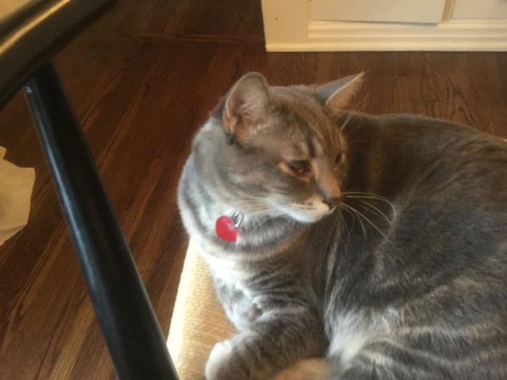 Picture of a cat / kitten / feline