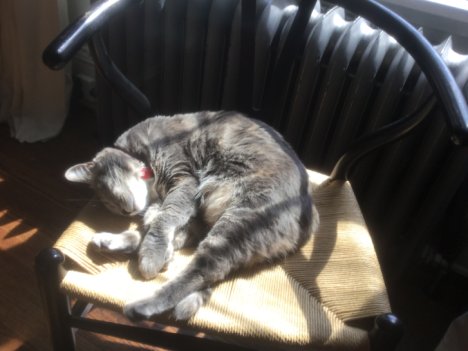 Picture of a cat / kitten / feline