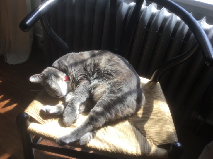 Picture of a cat / kitten / feline